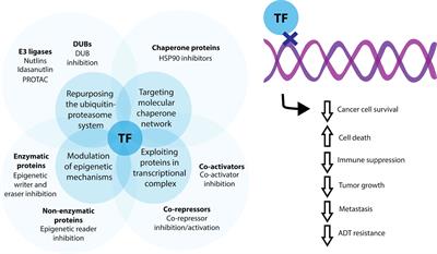 Transcription Factors as Novel Therapeutic Targets and Drivers of Prostate Cancer Progression